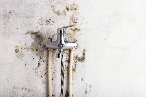 Best Commercial Mold Removal  in Oak Ridge, NJ