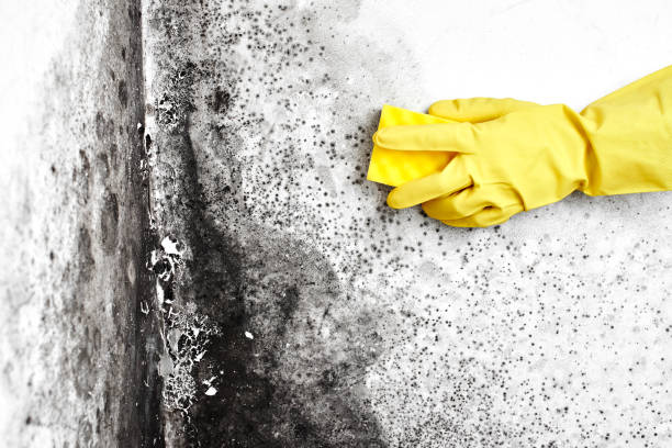 Best Mold Removal and Inspection  in Oak Ridge, NJ