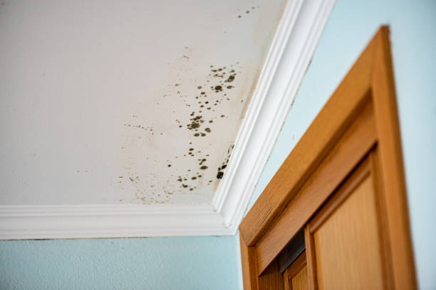 Best Professional Mold Removal  in Oak Ridge, NJ