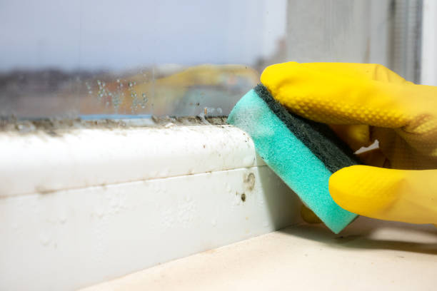 Mold Removal and Inspection in Oak Ridge, NJ