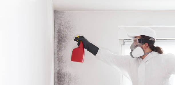 Trusted Oak Ridge, NJ Mold Removal Experts