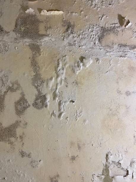 Best Fast Mold Removal  in Oak Ridge, NJ